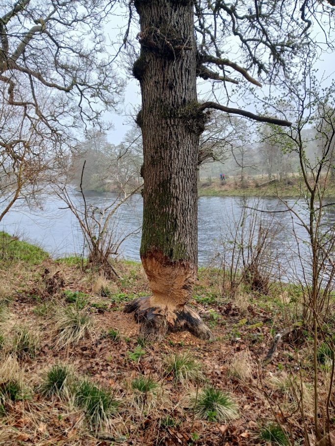 Hazardous Riparian Tree Removal